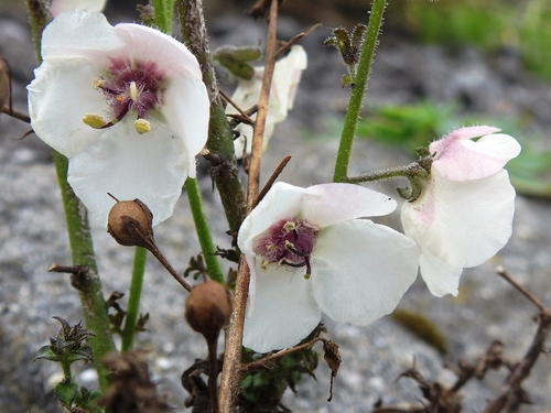 moth mullein