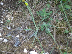 Takhtajaniantha crispa