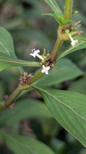 Spermacoce ocymifolia observed 2026-09-30