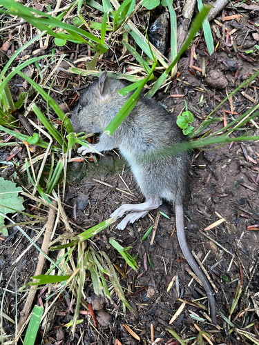 Rat photographed near here on 2026-09-30