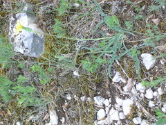 Takhtajaniantha crispa