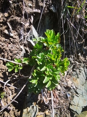 Ligusticum scothicum scothicum
