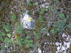 Takhtajaniantha crispa