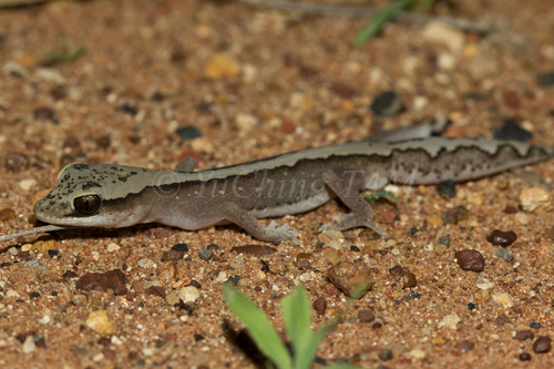 Diplodactylus vittatus (Lizards of Australia) · iNaturalist