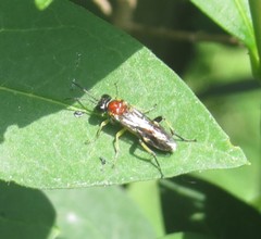 Macrophya teutona