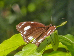 Euploea lewinii