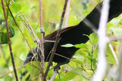 Centropus viridis observed 2026-09-19