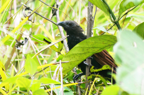 Centropus viridis observed 2026-09-19