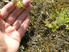 Anthyllis vulneraria boissieri
