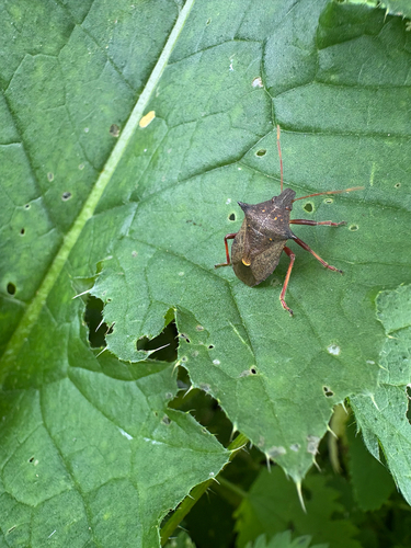 Spiny Shield Bug
