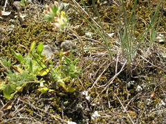 Anthyllis vulneraria boissieri