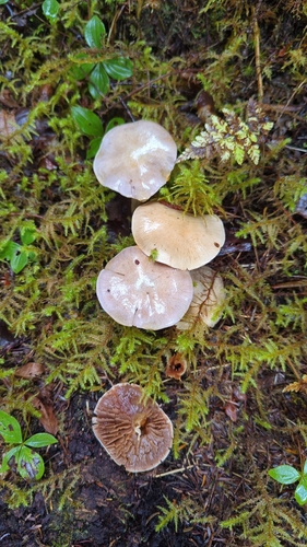 Common Gilled Mushrooms and Allies