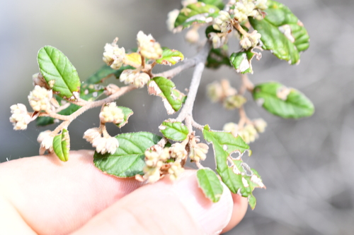 Pomaderris prunifolia, 2026-09-30