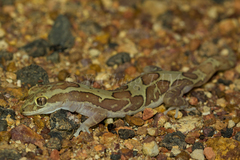 Lucasium steindachneri