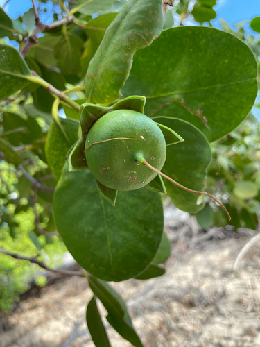 Sonneratia alba observed 2026-09-30