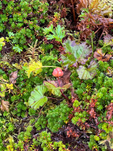 cloudberry