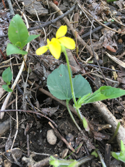 Viola pubescens