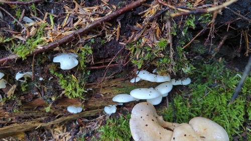Pleurocybella