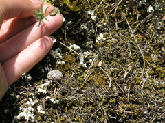 Anthyllis vulneraria boissieri
