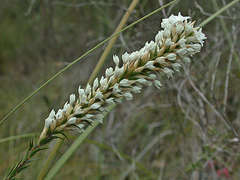 Epacris lanuginosa