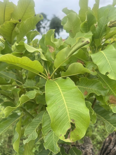 Shea Tree