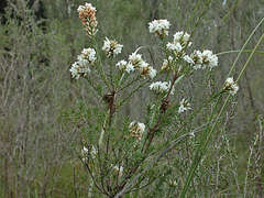 Epacris lanuginosa
