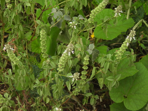 Sweet basil