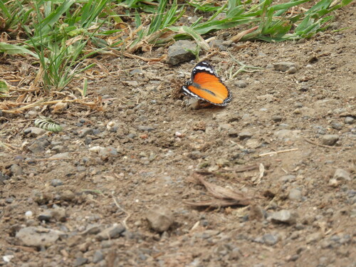 Danaid Eggfly