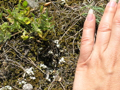 Anthyllis vulneraria boissieri