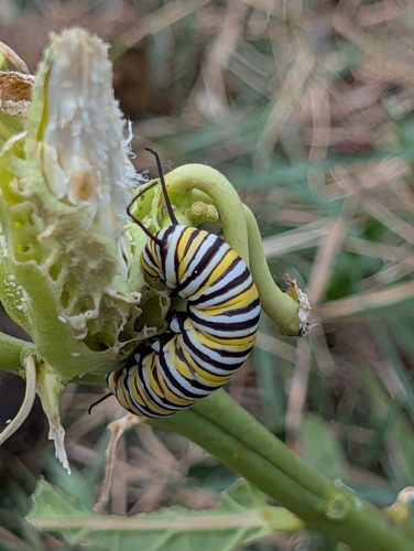 Monarch