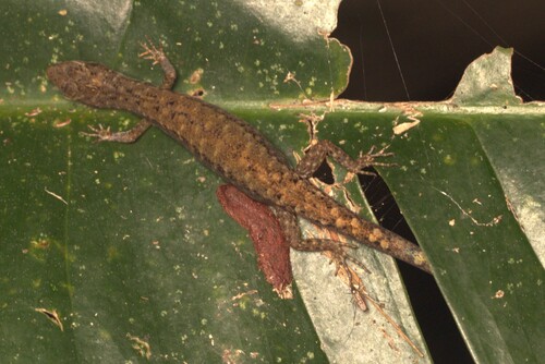 Saproscincus basiliscus, 2026-09-30