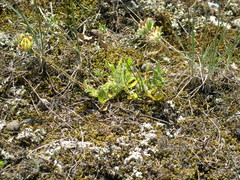 Anthyllis vulneraria boissieri