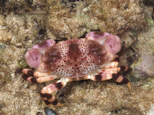 Xanthias punctatus observed 2021-11-11