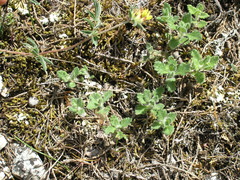 Anthyllis vulneraria boissieri