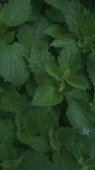 Ballota nigra