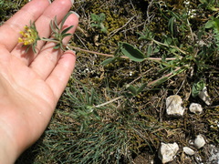 Anthyllis vulneraria boissieri