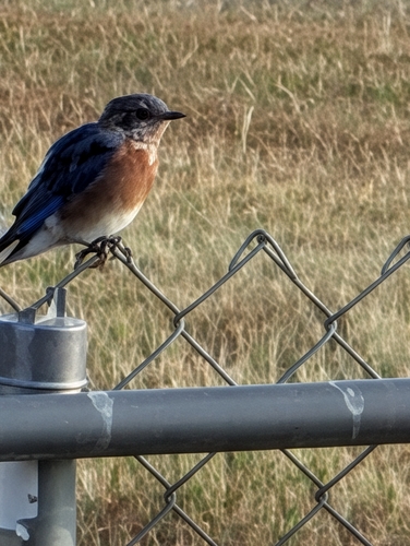 Eastern Bluebird
