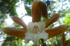 Phaius callosus