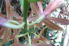 Phaius callosus
