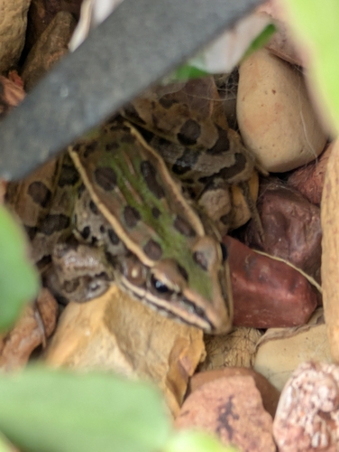 Southern Leopard Frog