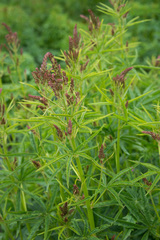 Sidalcea cusickii