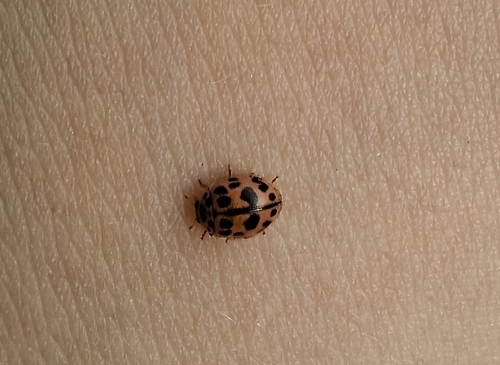 Poplar Ladybird Beetle
