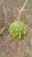 Cucurbita argyrosperma