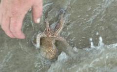 Octopus americanus