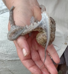 Octopus americanus