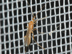 Macrocentrinae