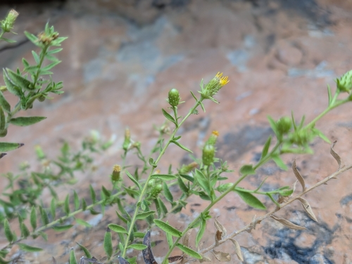 Chiliadenus glutinosus