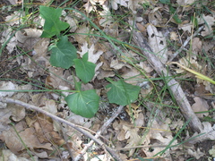 Lapsana communis intermedia