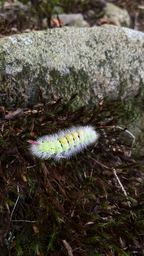 Pale Tussock Moth