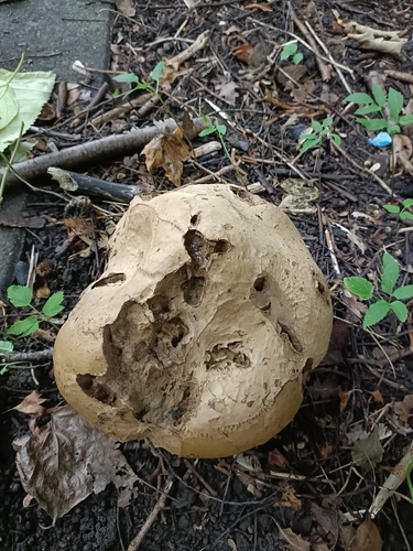 giant puffball